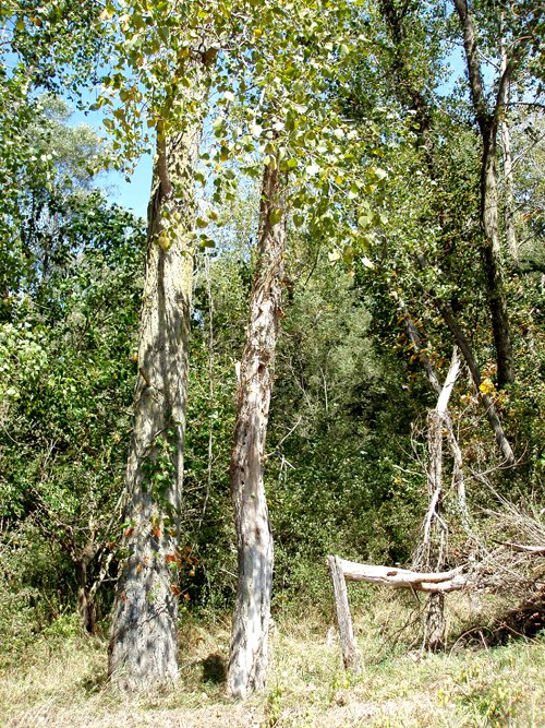 Property photo 4 - 98 +/- Acres Offered in 3 Tracts